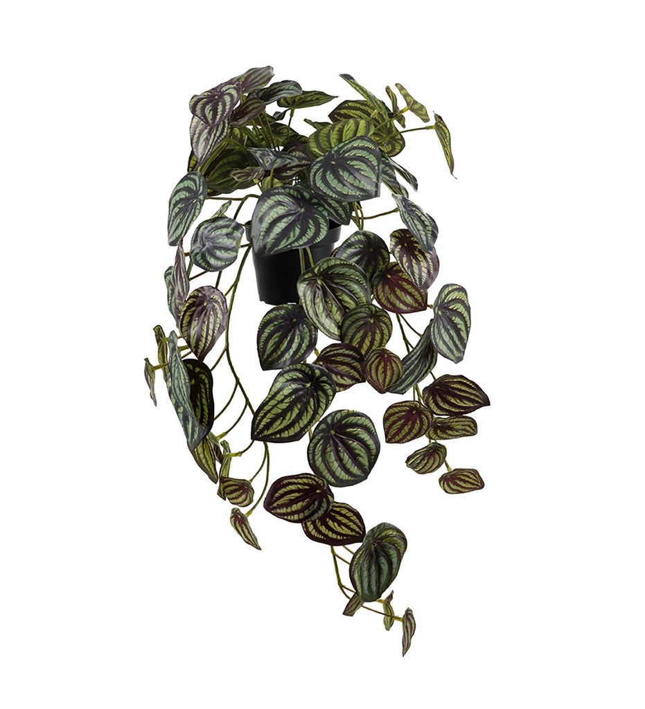 Konstväxt Peperomia 450