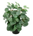 Konstväxt Fittonia 340