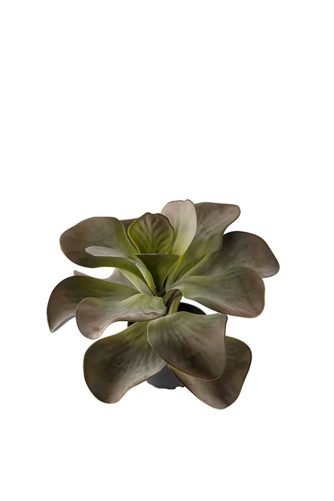 Konstväxt Kalanchoe 250