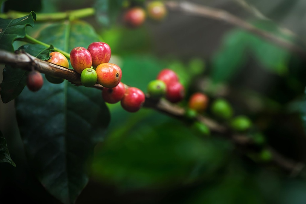 Kaffe Green Forest Malet Mellan rost 60x100 g Eko