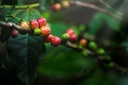 Kaffe Green Forest Malet Mellan rost 60x100 g Eko