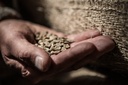 Kaffe Green Forest Malet Mellan rost 60x100 g Eko