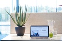 Krukväxt plast Aloe Vera med kruka