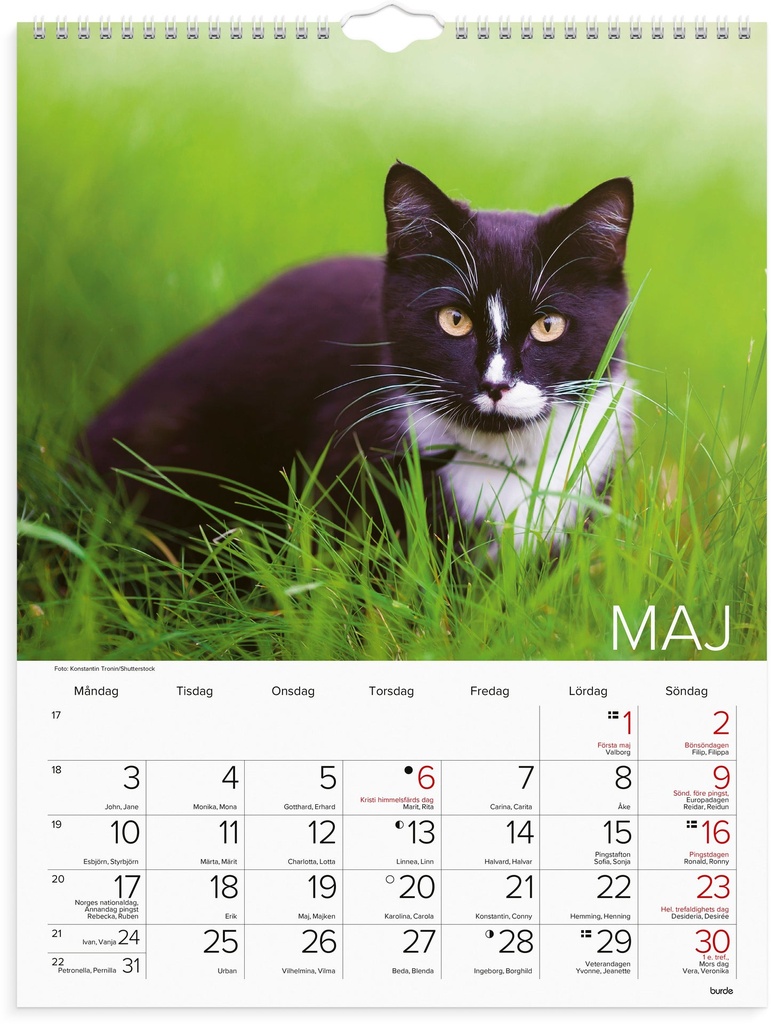 Väggkalender Stora Kattkalendern 2027 Burde