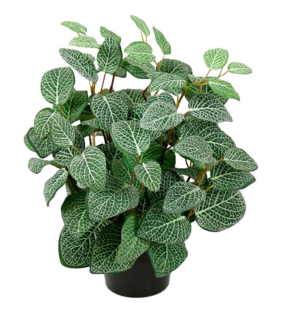 Konstväxt Fittonia 34 cm