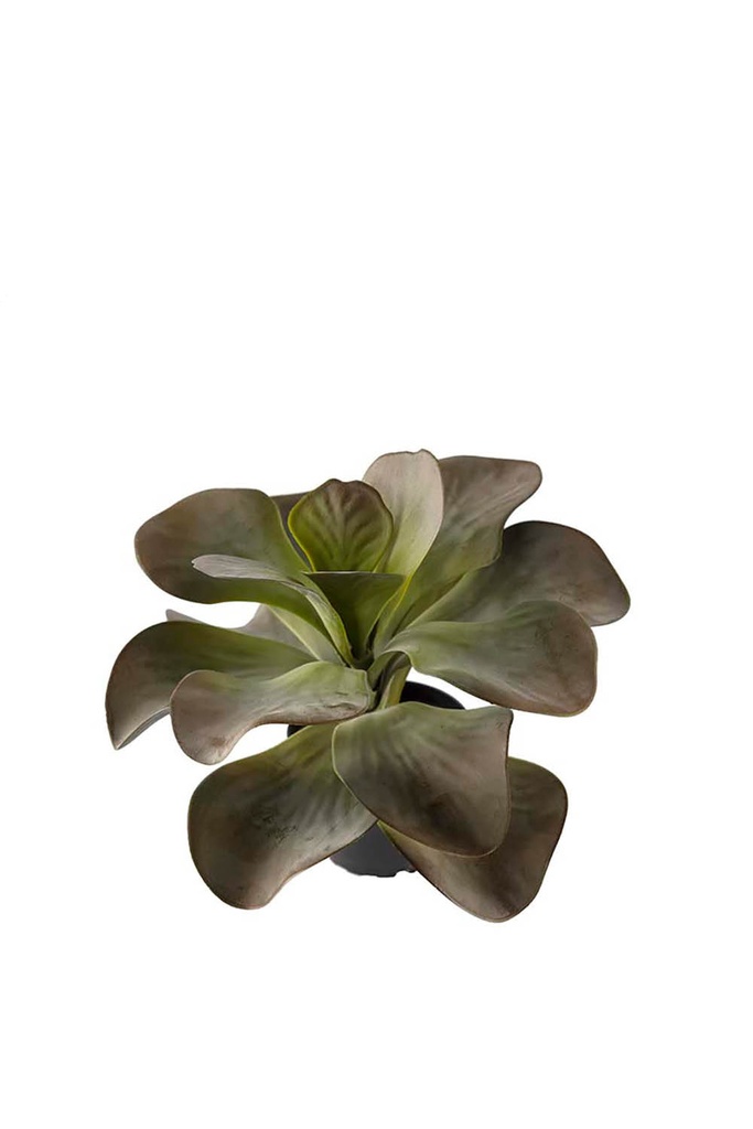 Konstväxt Kalanchoe 250