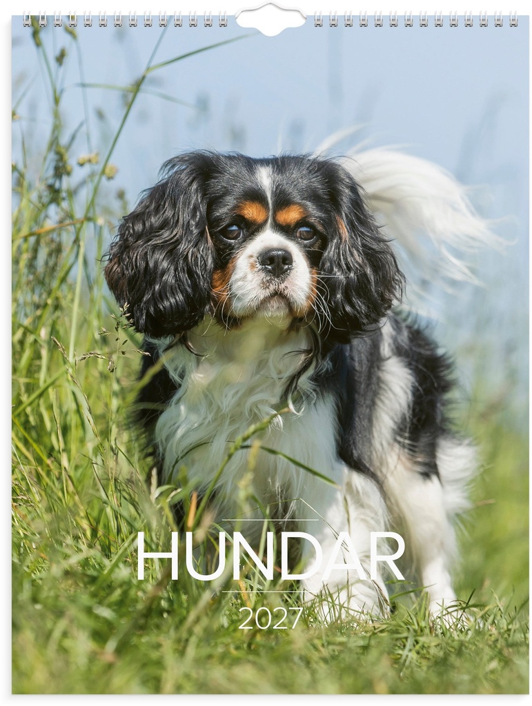 Väggkalender Stora Hundkalendern 2027 Burde