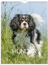 Väggkalender Stora Hundkalendern 2027 Burde