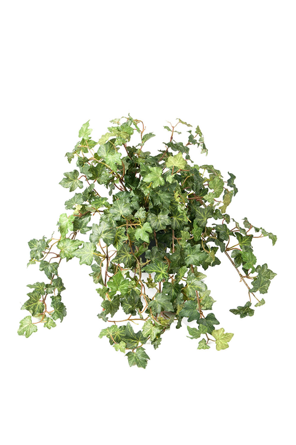 [8563466] Konstväxt Murgröna 450