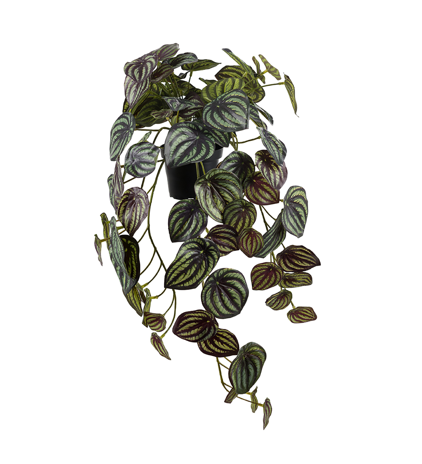 [8563465] Konstväxt Peperomia 450
