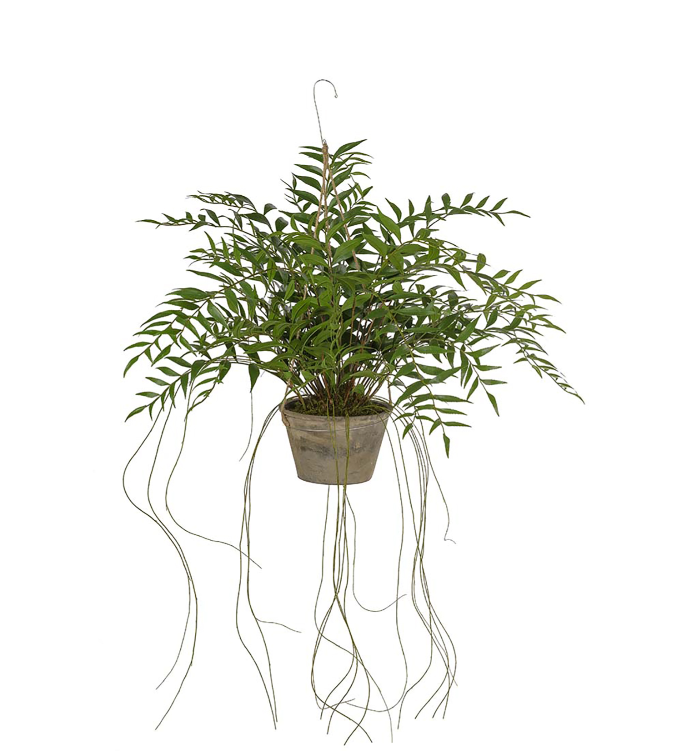 [8563467] Konstväxt Hoya 650